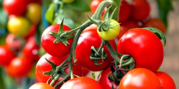 tomaty-bez-fitoftory-750x375.jpg
