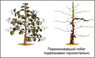 raboty-v-sadu-v-marte-12.jpg