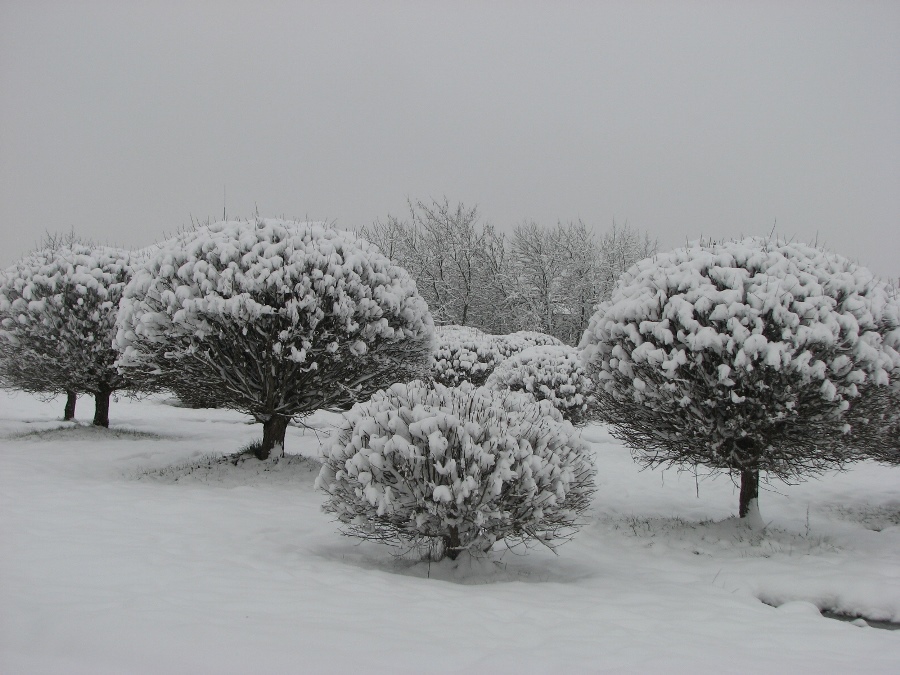 зимние ежики.jpg