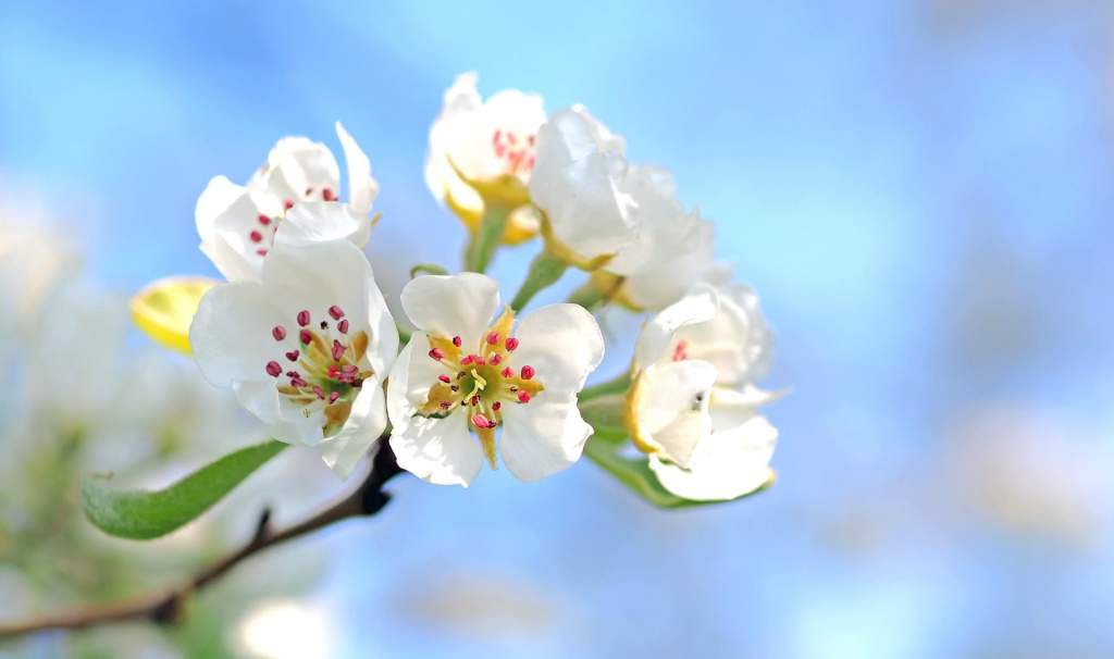apple-blossom-1368187_1920.jpg