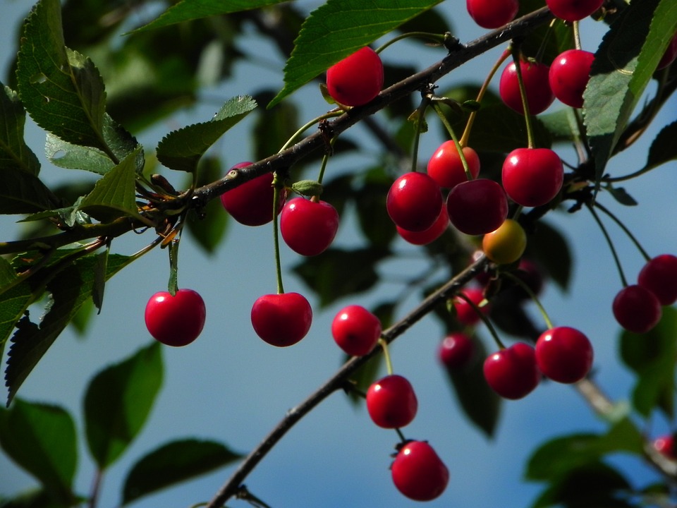 cherries-598170_960_720.jpg