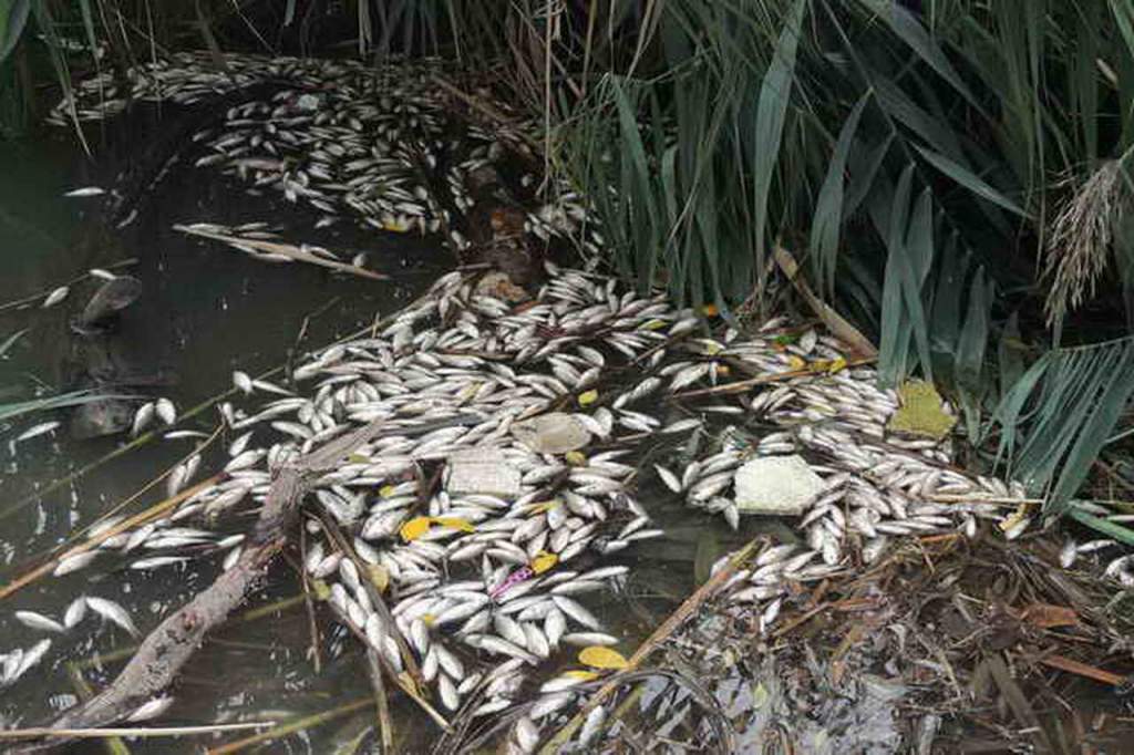 мор рыбы вар 2.jpg