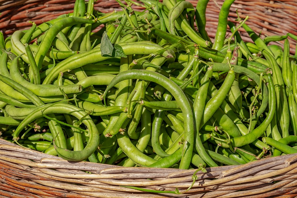 bush-beans-3702999_960_720.jpg
