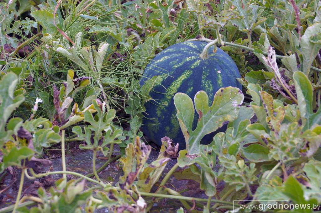 04_на бахче.JPG