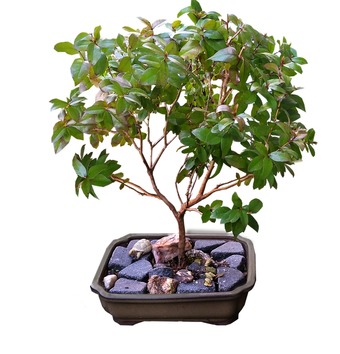 bonsai-2774172_960_720.png