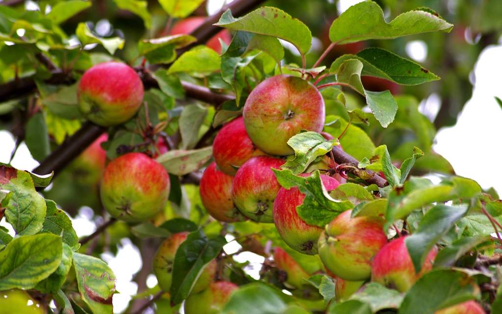 apple-tree-nature-branch-plant-fruit-flower-orchard-ripe-food-red-harvest-produce-evergreen-autumn-garden-healthy-eat-delicious-leaves-september-shrub-fruit-tree-fruits-vitamins-frisch-most-bless-.jpg
