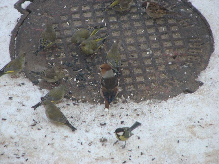 дубонос в окружении зеленушек.jpg