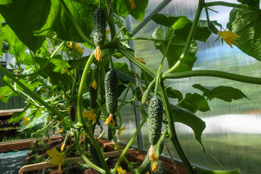 cucumbers-4698525_1280-900x600.jpg