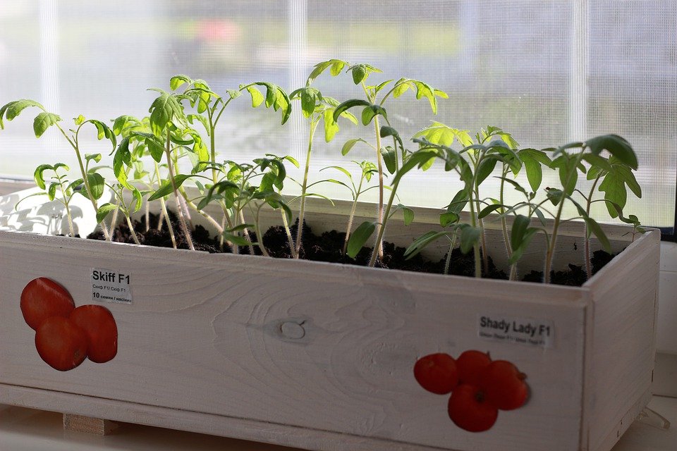 seedling-4581104_960_720.jpg