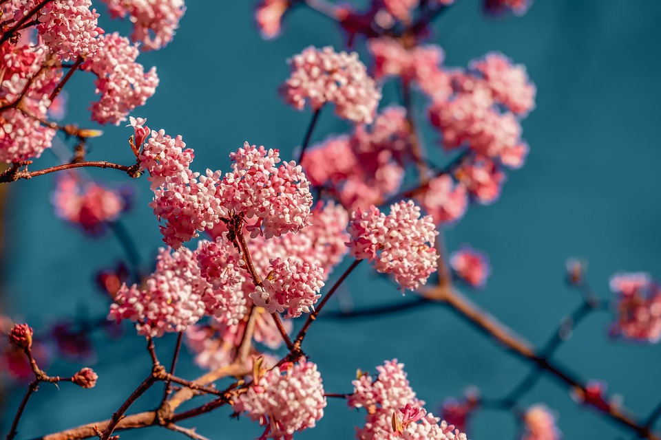 viburnum-4015821_960_720.jpg