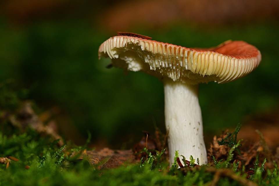 nature-4487287_960_720.jpg