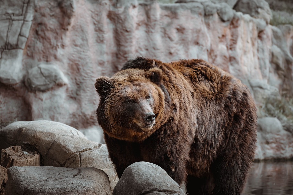bear-4494180_960_720.jpg