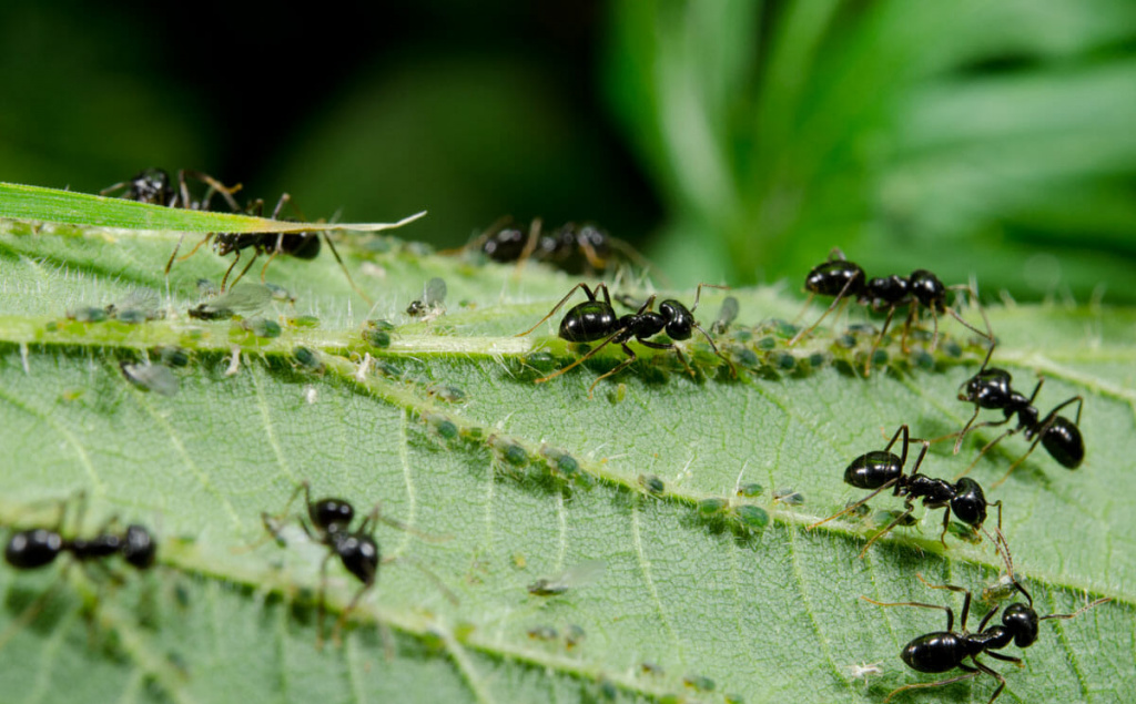 antz1.jpg