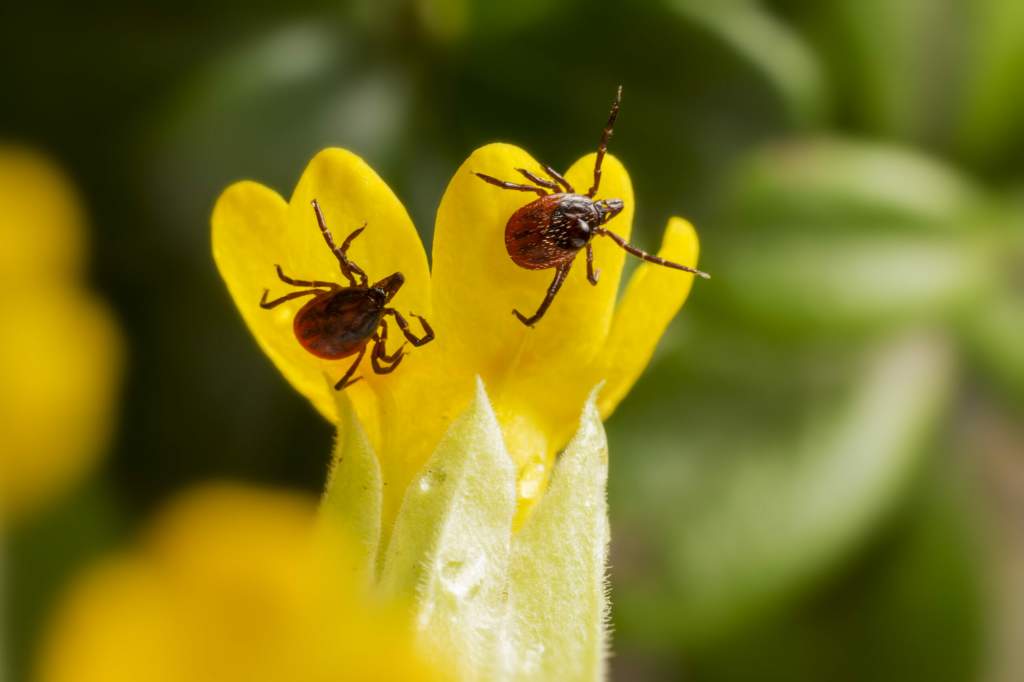 two-red-bugs-yellow-flower-scaled.jpg__0_0x0.jpg