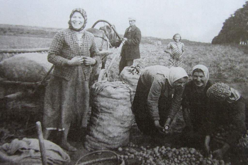 Октябрь 1939-го. Крестьяне убирают картофель на поделенной помещичьей земле..jpg