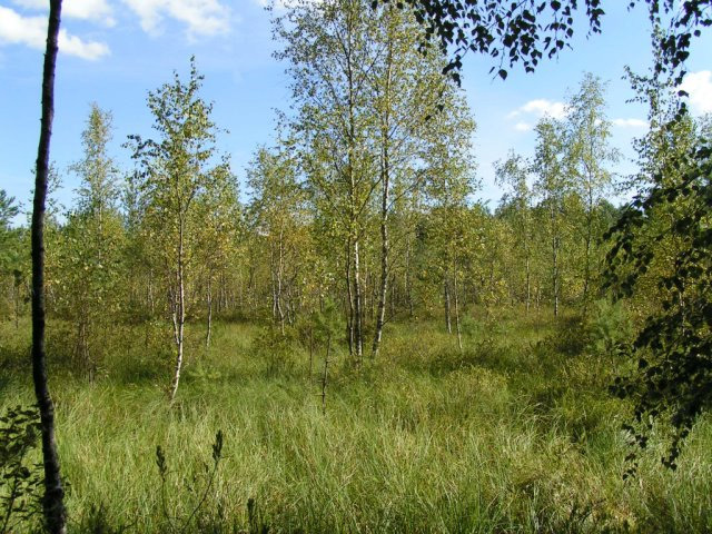 Dubatovka_2005.jpg