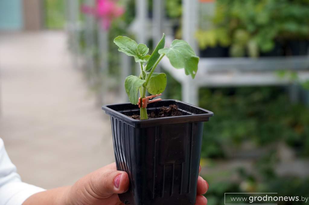 привитый саженец арбуза.JPG