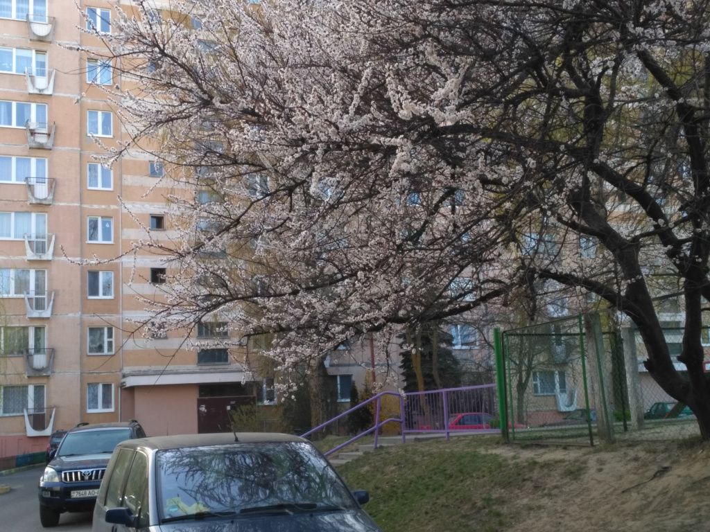 IMG_20190420_174253.jpg