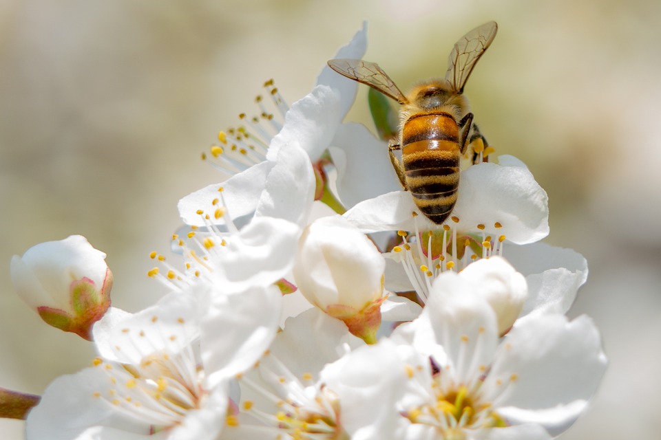 bee-6127510_960_720.jpg