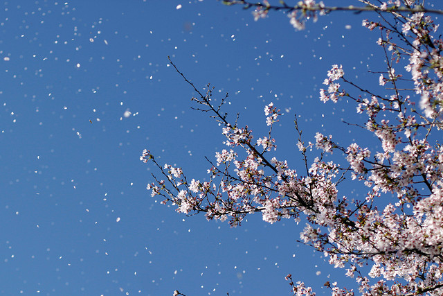 Sakura_wind_2.jpg