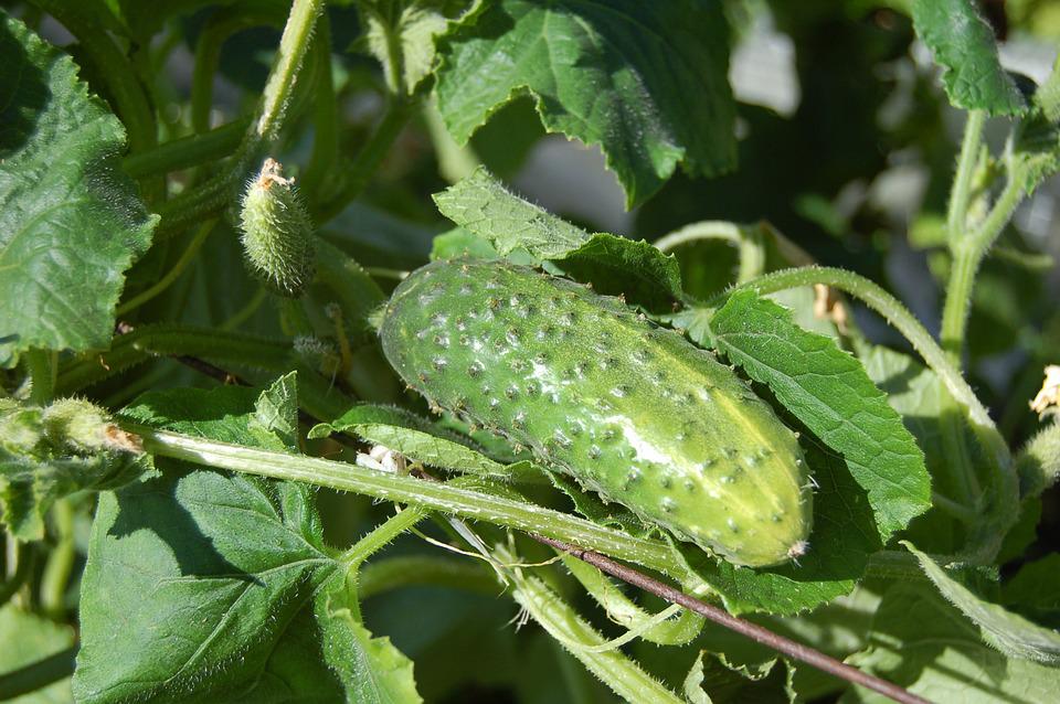 cucumbers-950695_960_720.jpg
