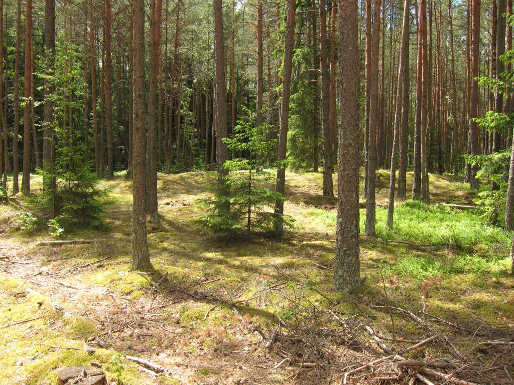 IMG_1239.JPG