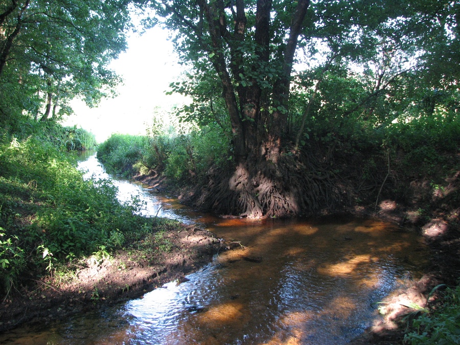 приток в районе березовки.jpg