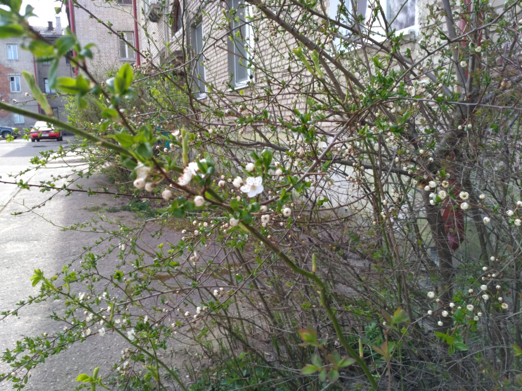 IMG_20190418_143607.jpg