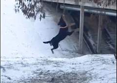  Видеофакт. Неожиданно активный пес напал на дерево