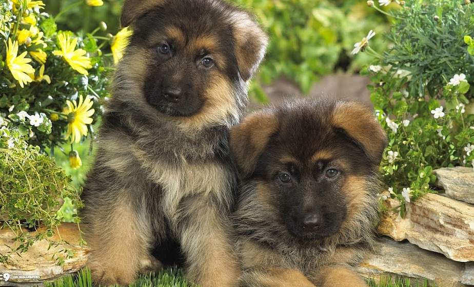 Житель Сморгонского района под видом немецких овчарок продавал дворняг