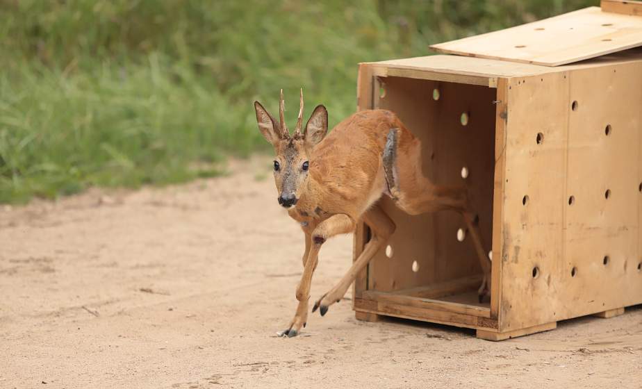 Косуля и соколы-пустельги вернулись на волю. Как помогали братьям нашим меньшим в Гродненском зоопарке (+видео)