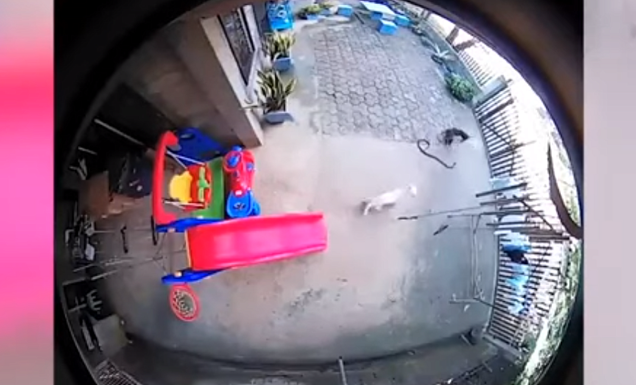 На Филиппинах собаки спасли младенца от кобры (+видео)