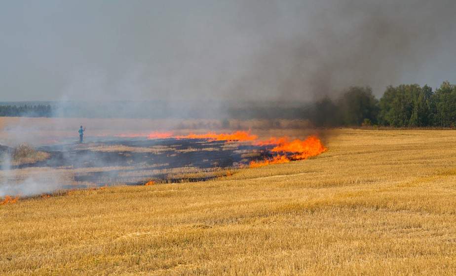 В Кореличском районе при возгорании спасено 40 га посевов пшеницы