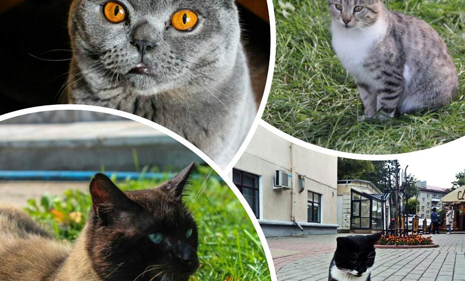Всемирный день кошек. Самые милые гродненские мурлыки из соцсетей 