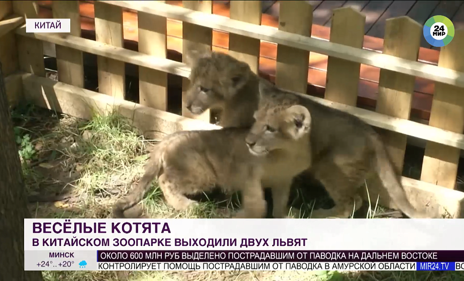 В китайском зоопарке выходили двух львят (+видео)