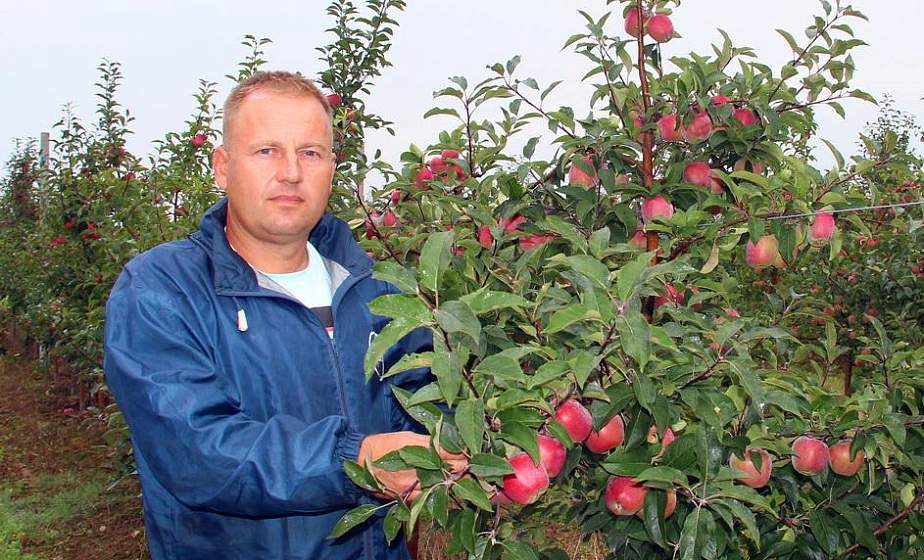  “Алеся”, “глостер”, “память Сюбаровой”. Какие еще сорта яблок выращивают в Гродненском зональном институте растениеводства?