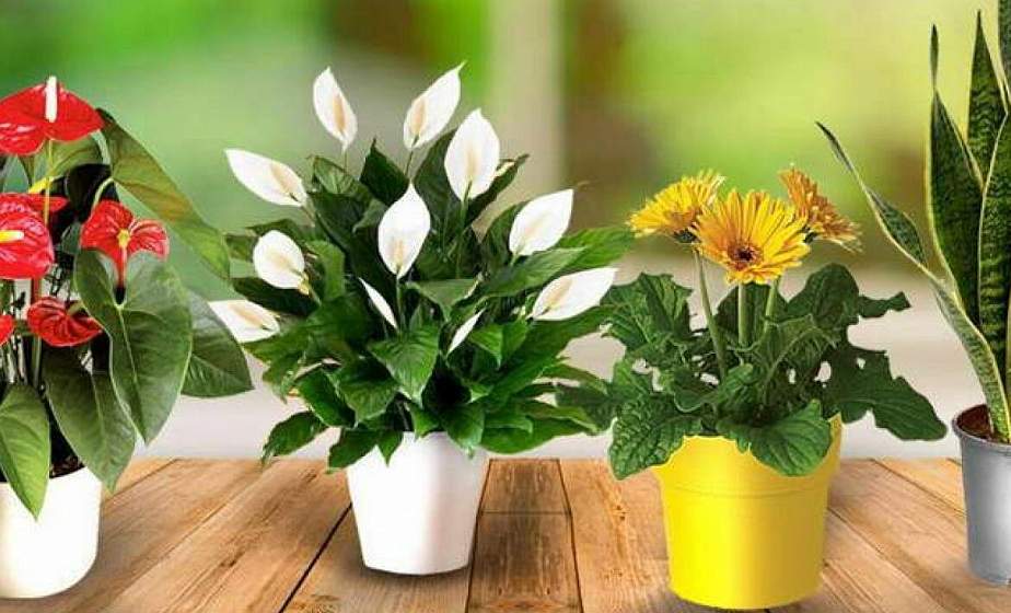 Как сохранить цветы на время отпуска без полива  