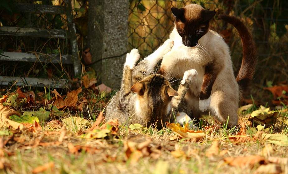 Теплая погода сохранится в Беларуси 2 сентября