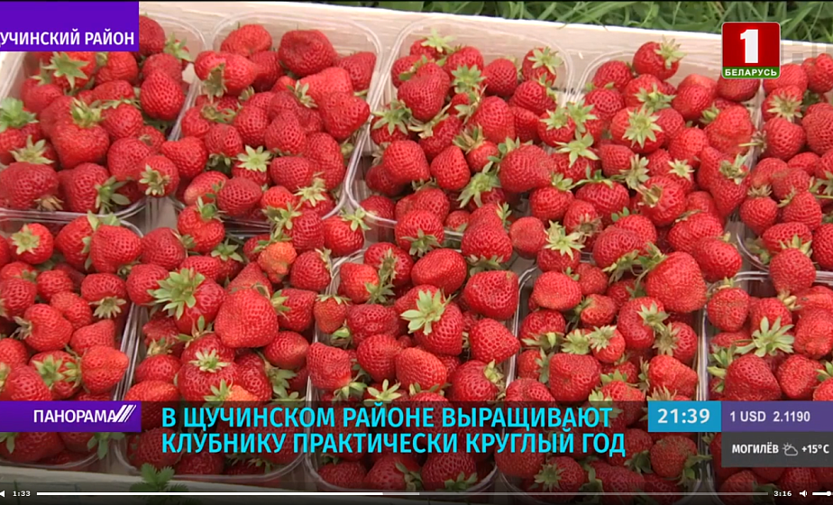 Благодаря инвестициям в Щучинском районе создали предприятие по выращиванию клубники