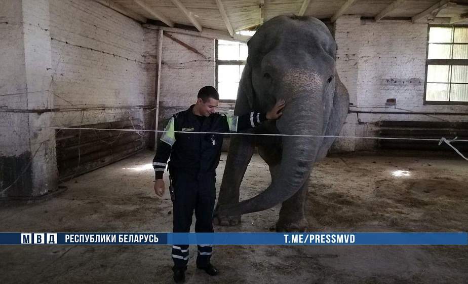 В Кобринском районе ловили сбежавшего слона (+видео)