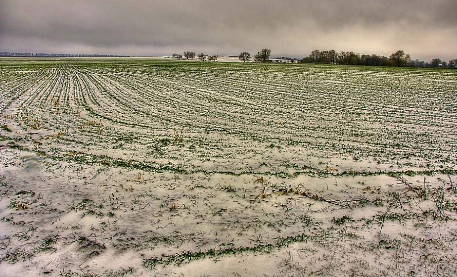 Озимые на большинстве полей в нормальном состоянии - Белгидромет
