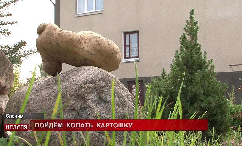 Чудо-овощ побил все рекорды. В Слонимском районе из одной картофелины почти в килограмм весом сделали драники на всю семью