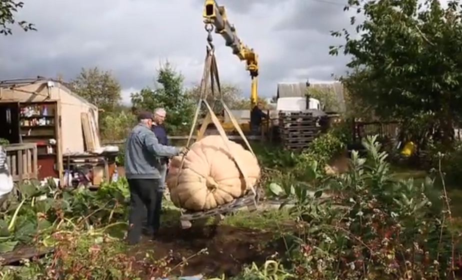 Как огромную тыкву перевозили в "Коробчицы"  (видео)