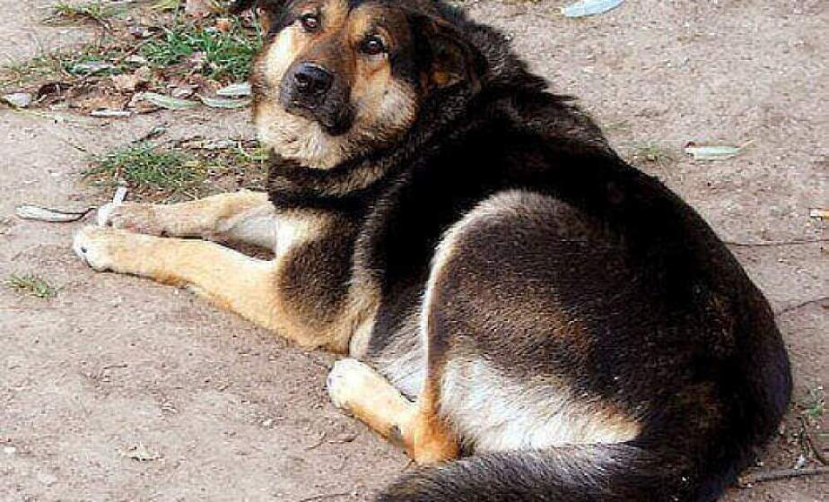 В Гродно расследуют факт гибели собаки. Предположительно животное довели до изнеможения