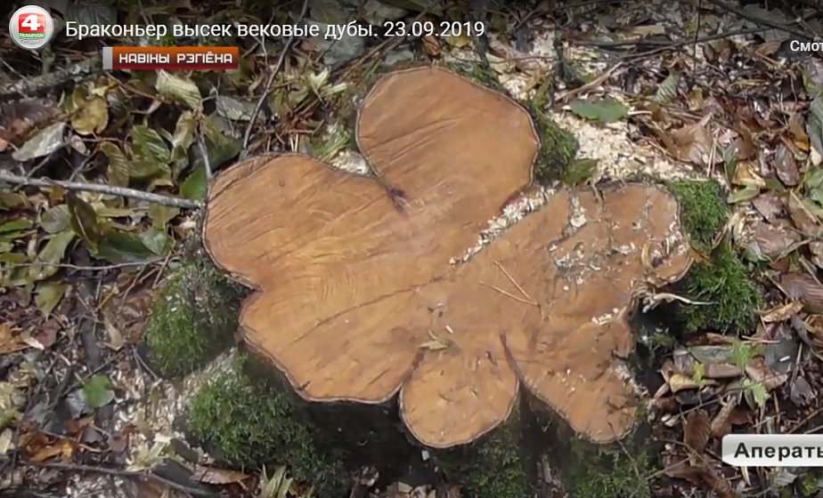 Под Гродно браконьер срубил вековые дубы (видео)