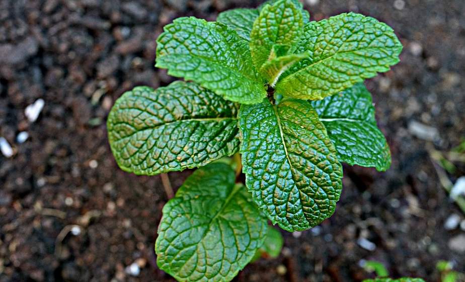 Зачем перекапывать огород осенью? Полезные и простые советы 