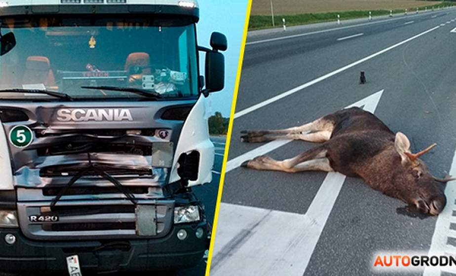 На трассе М6 возле Щучина фура сбила лося