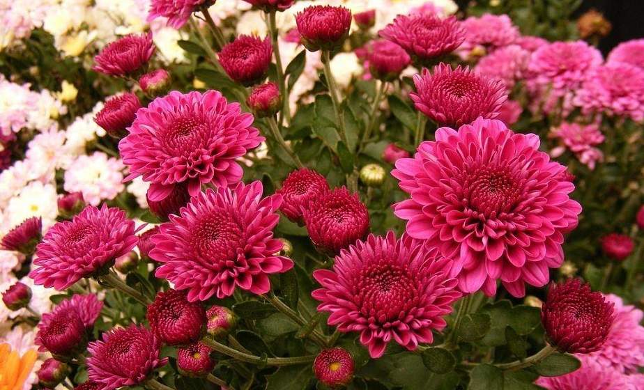 Как пересадить или рассадить хризантемы осенью?