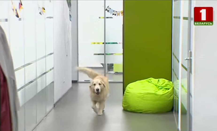 В Минске может появиться первое Dog-friendly такси