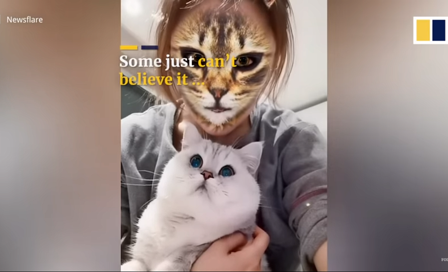 Коты в ужасе от нового флешмоба в TikTok (+видео)